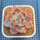 Echeveria Hybrid sp. 3" Hand-Selected Clone (From Flower Village) Succulent Plant Cutting