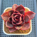 Echeveria Hybrid sp. 3" Hand-Selected Clone (From Flower Village) Succulent Plant Cutting