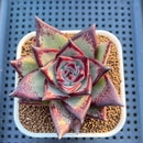 Echeveria Agavoides Hybrid 3" Hand-Selected Clone (From Flower Village) Succulent Plant Cutting
