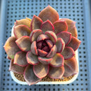 Echeveria Hybrid sp. 3" Hand-Selected Clone (From Flower Village) Succulent Plant Cutting