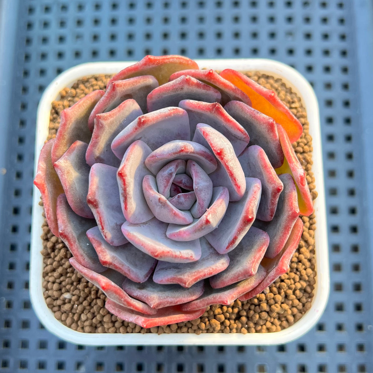 Echeveria Hybrid sp. 3" Hand-Selected Clone (From Flower Village) Succulent Plant Cutting