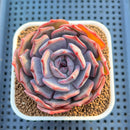 Echeveria Hybrid sp. 3" Hand-Selected Clone (From Flower Village) Succulent Plant Cutting