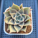Echeveria Hybrid sp. 3" Hand-Selected Clone (From Flower Village) Succulent Plant Cutting