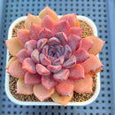 Echeveria Hybrid sp. 3" Hand-Selected Clone (From Flower Village) Succulent Plant Cutting