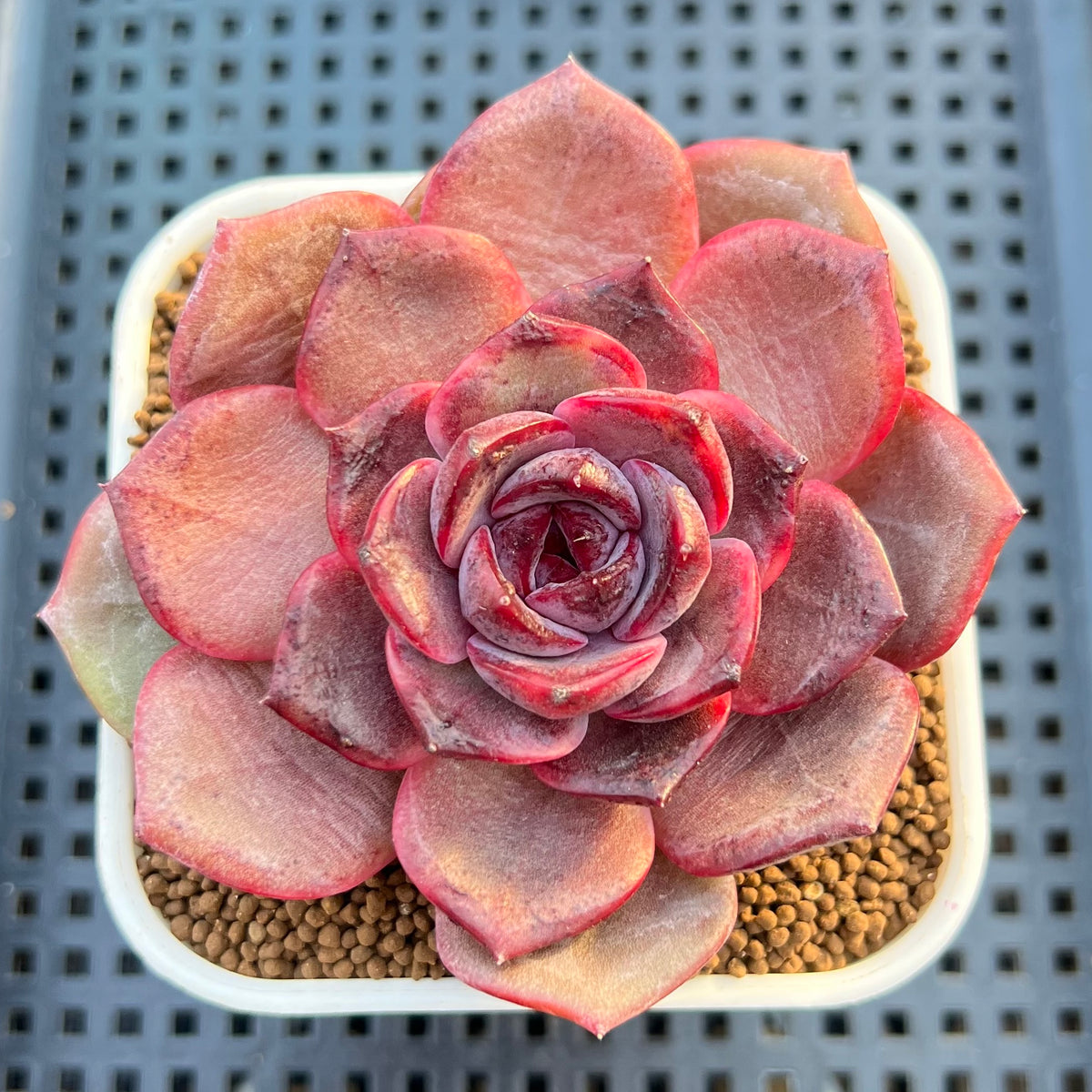 Echeveria Hybrid sp. 3" Hand-Selected Clone (From Flower Village) Succulent Plant Cutting
