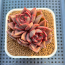 Echeveria Hybrid sp. 3" Hand-Selected Clone (From Flower Village) Succulent Plant Cutting