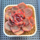 Echeveria Hybrid sp. 3" Hand-Selected Clone (From Flower Village) Succulent Plant Cutting