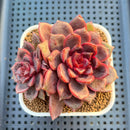 Echeveria Hybrid sp. 3" Hand-Selected Clone (From Flower Village) Succulent Plant Cutting