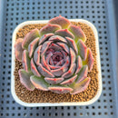 Echeveria Hybrid sp. 3" Hand-Selected Clone (From Flower Village) Succulent Plant Cutting
