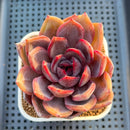 Echeveria Hybrid sp. 3" Hand-Selected Clone (From Flower Village) Succulent Plant Cutting