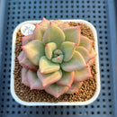 Echeveria 'Gold Coral' 3" Succulent Plant Cutting
