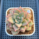 Echeveria 'Gold Coral' 3" Succulent Plant Cutting