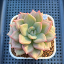 Echeveria 'Gold Coral' 3" Succulent Plant Cutting