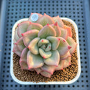 Echeveria 'Gold Coral' 3" Succulent Plant Cutting