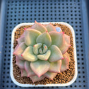 Echeveria 'Gold Coral' 3" Succulent Plant Cutting