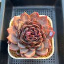 Echeveria 'Odette' Selected-Clone 3"-4" Succulent Plant Cutting