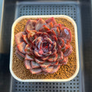 Echeveria 'Odette' Selected-Clone 3"-4" Succulent Plant Cutting