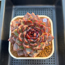 Echeveria 'Odette' Selected-Clone 3"-4" Succulent Plant Cutting