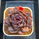 Echeveria 'Odette' Selected-Clone 3"-4" Succulent Plant Cutting