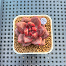 Pachyphytum 'Tivoli' 1" Succulent Plant Cutting