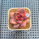 Pachyphytum 'Tivoli' 1" Succulent Plant Cutting