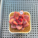 Pachyphytum 'Tivoli' 1" Succulent Plant Cutting