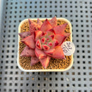 Echeveria Agavoides 'Romeo' 2" Succulent Plant Cutting