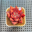 Echeveria Agavoides 'Romeo' 2" Succulent Plant Cutting