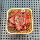 Echeveria Agavoides 'Romeo' 2" Succulent Plant Cutting