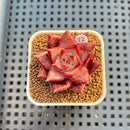 Echeveria Agavoides 'Romeo' 2" Succulent Plant Cutting