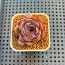 Echeveria 'Wild Strawberry' 2" Succulent Plant Cutting
