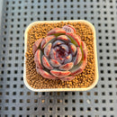 Echeveria 'Wild Strawberry' 2" Succulent Plant Cutting