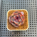 Echeveria 'Wild Strawberry' 2" Succulent Plant Cutting