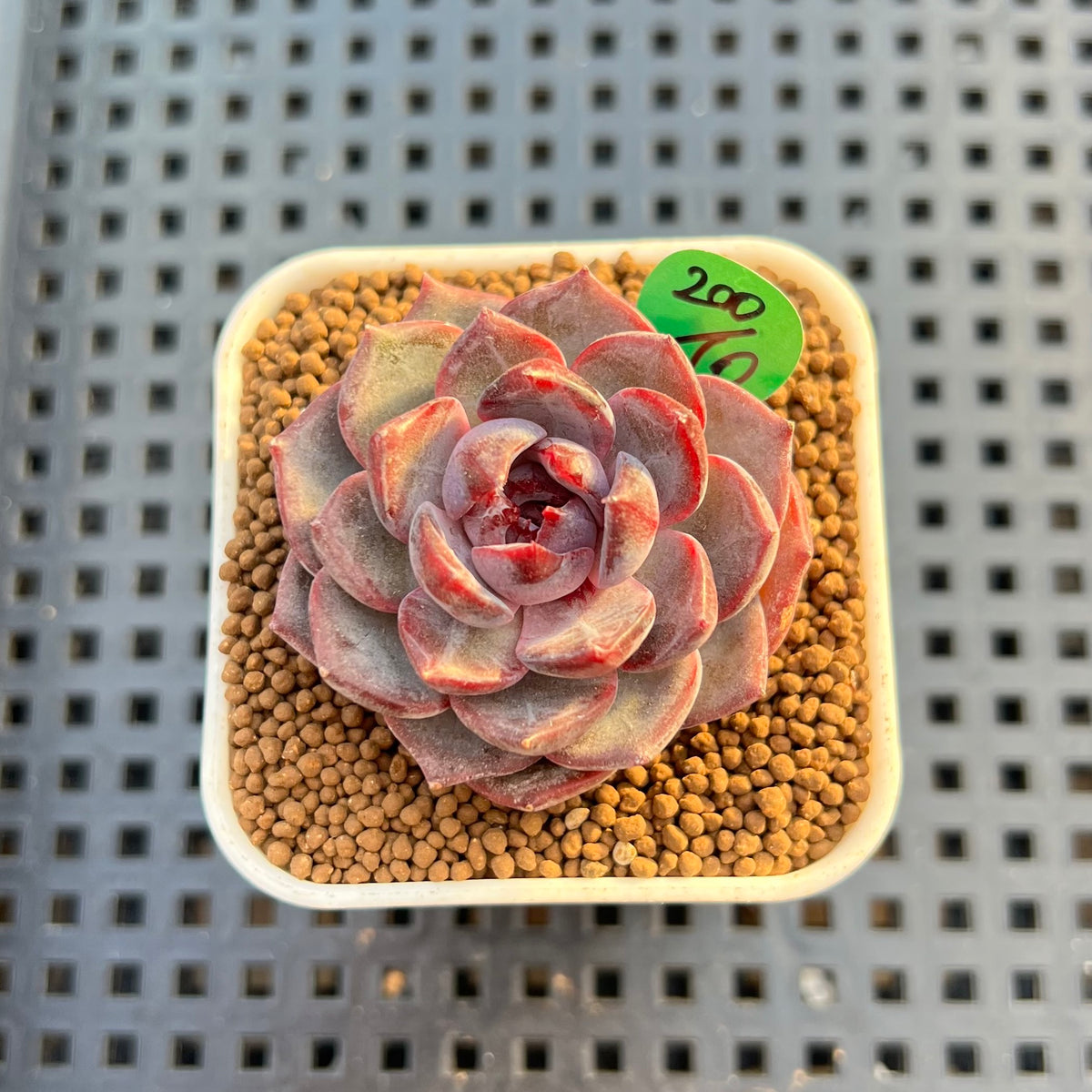 Echeveria 'Wild Strawberry' 2" Succulent Plant Cutting