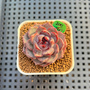 Echeveria 'Wild Strawberry' 2" Succulent Plant Cutting
