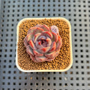 Echeveria 'Wild Strawberry' 2" Succulent Plant Cutting