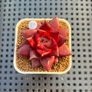 Echeveria Agavoides 'Luming' 2" Succulent Plant Cutting
