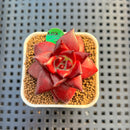 Echeveria Agavoides 'Luming' 2" Succulent Plant Cutting