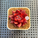 Echeveria Agavoides 'Luming' 2" Succulent Plant Cutting