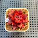 Echeveria Agavoides 'Luming' 2" Succulent Plant Cutting