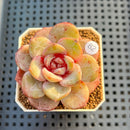 Echeveria 'German Champaign' 2" Succulent Plant Cutting