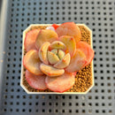 Echeveria 'German Champaign' 2" Succulent Plant Cutting