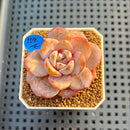 Echeveria 'German Champaign' 2" Succulent Plant Cutting