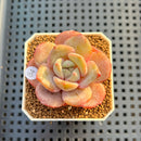 Echeveria 'German Champaign' 2" Succulent Plant Cutting