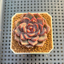 Echeveria Hybrid sp. 1"-2" Hand-Selected Clone (From Brotherly Farm) Succulent Plant Cutting