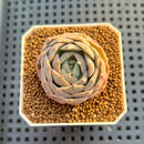 Echeveria Hybrid sp. 1"-2" Hand-Selected Clone (From Brotherly Farm) Succulent Plant Cutting