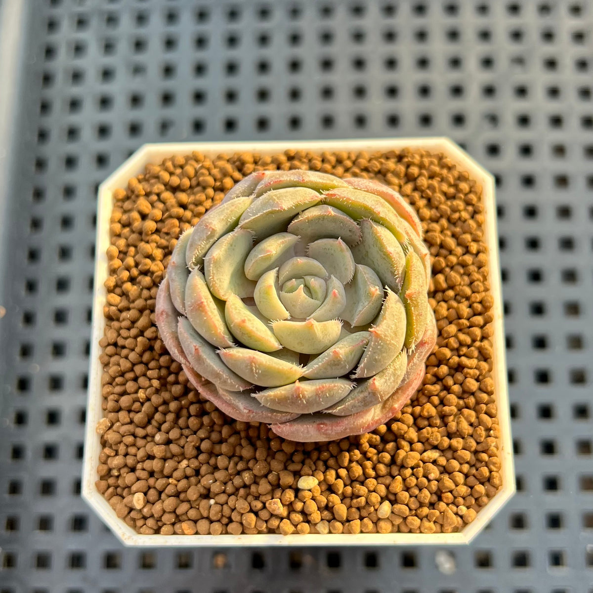Echeveria Hybrid sp. 1"-2" Hand-Selected Clone (From Brotherly Farm) Succulent Plant Cutting