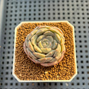 Echeveria Hybrid sp. 1"-2" Hand-Selected Clone (From Brotherly Farm) Succulent Plant Cutting