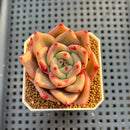 Echeveria Hybrid sp. 1"-2" Hand-Selected Clone (From Brotherly Farm) Succulent Plant Cutting