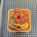 Echeveria Hybrid sp. 1"-2" Hand-Selected Clone (From Brotherly Farm) Succulent Plant Cutting